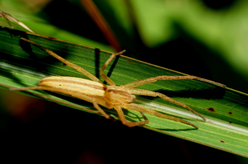 Philodromidae